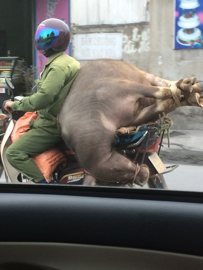 Have water buffalo, will travel ... the things you can transport on your motorcycle in Vietnam