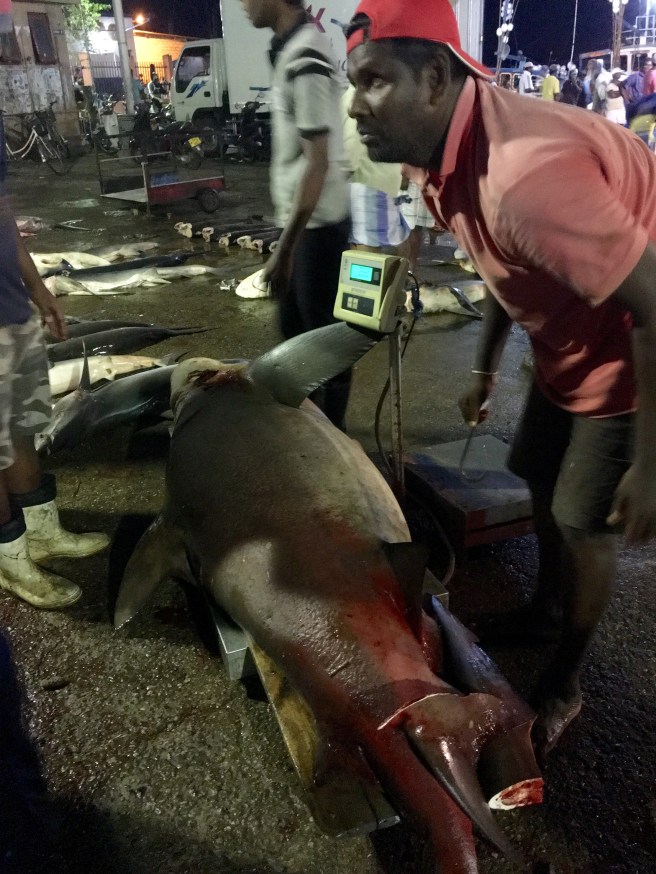 The 232 kilogram catch of the day - Lellama Fish Market, Negombo, Sri Lanka