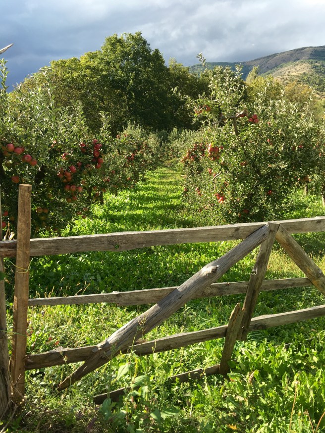 Apple orchards in the Resen region - Real Food Adventure Macedonia and Montenegro